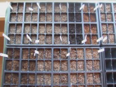 Photo of seed starter.