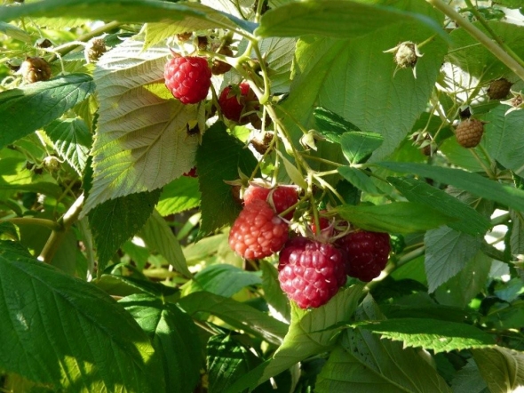 raspberries